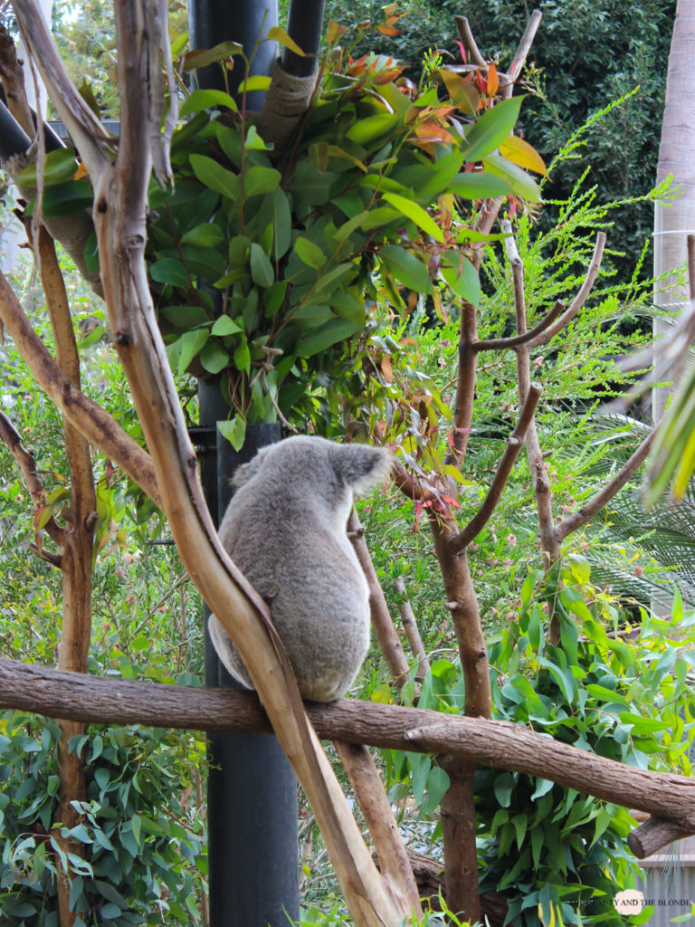 San Diego Zoo Koala Westcoast USA Roadtrip