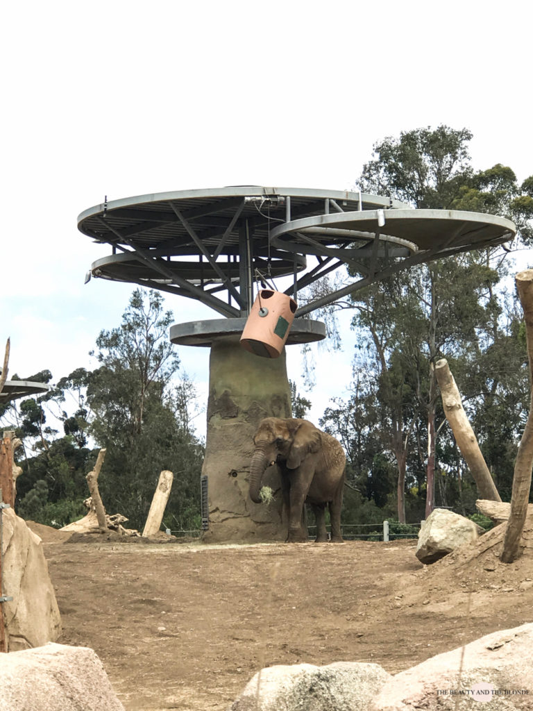 San Diego Zoo Elephant Elefant Westcoast USA Roadtrip Tipps