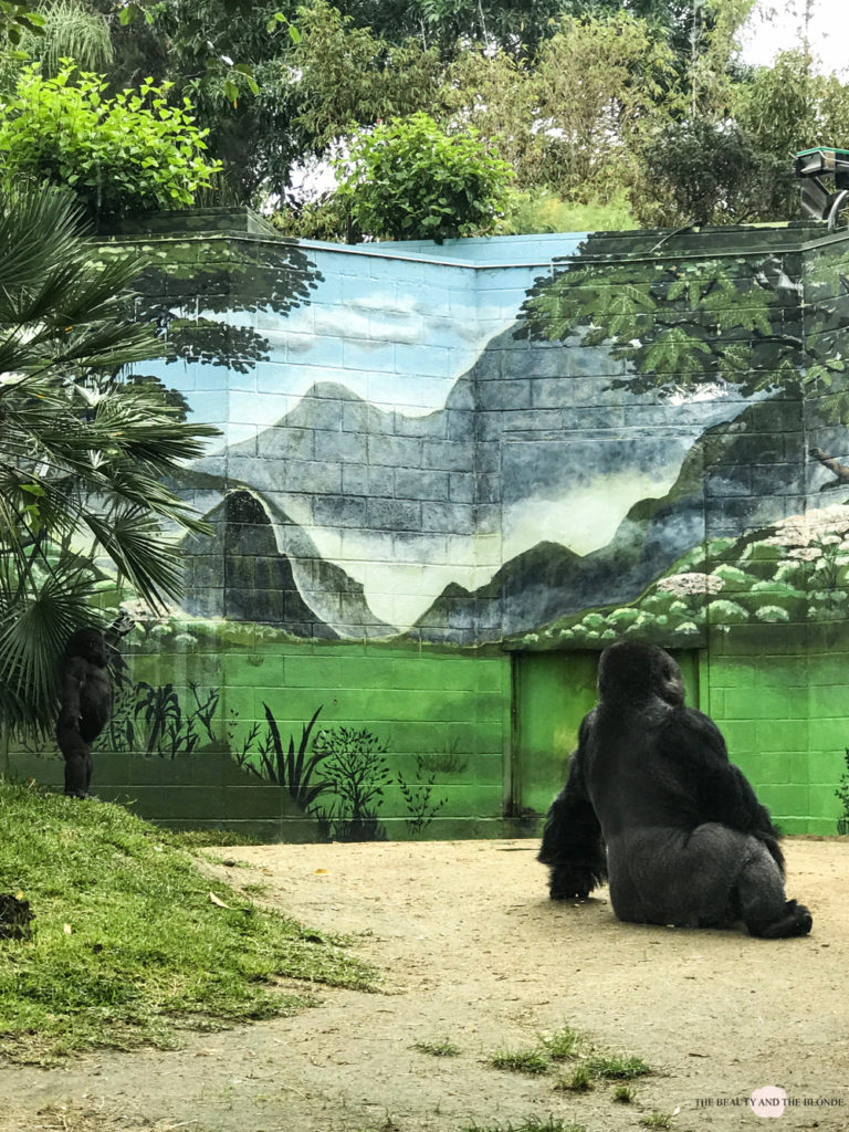 San Diego Zoo Gorilla Westcoast USA Roadtrip