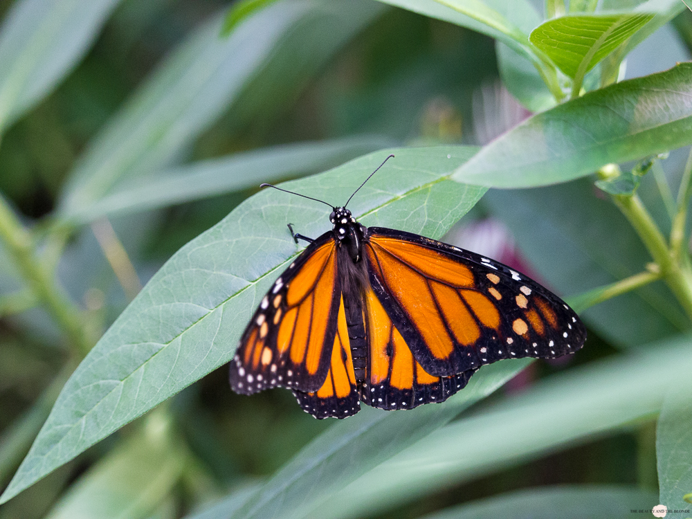 Wien in 24 Stunden Travelguide Tipps Reisetipps Monarchfalter Schmetterlingshaus