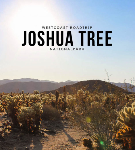 Westcoast Roadtrip <br /> Joshua Tree Nationalpark