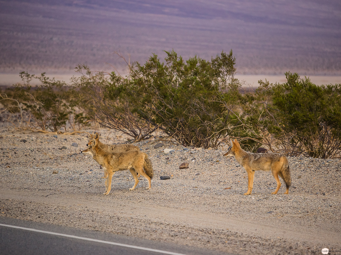 Death Valley Kojoten Coyotes Westcoast USA Roadtrip Travel Diary Reisebericht