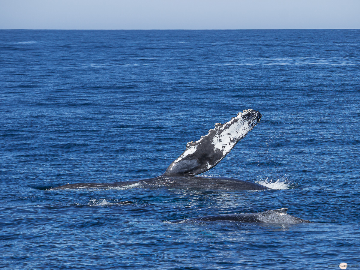 Flosse Buckelwal Humpback Whale Watching Monterey Bay 