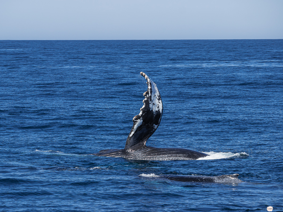 Flosse Buckelwal Humpback Whale Watching Monterey Bay 