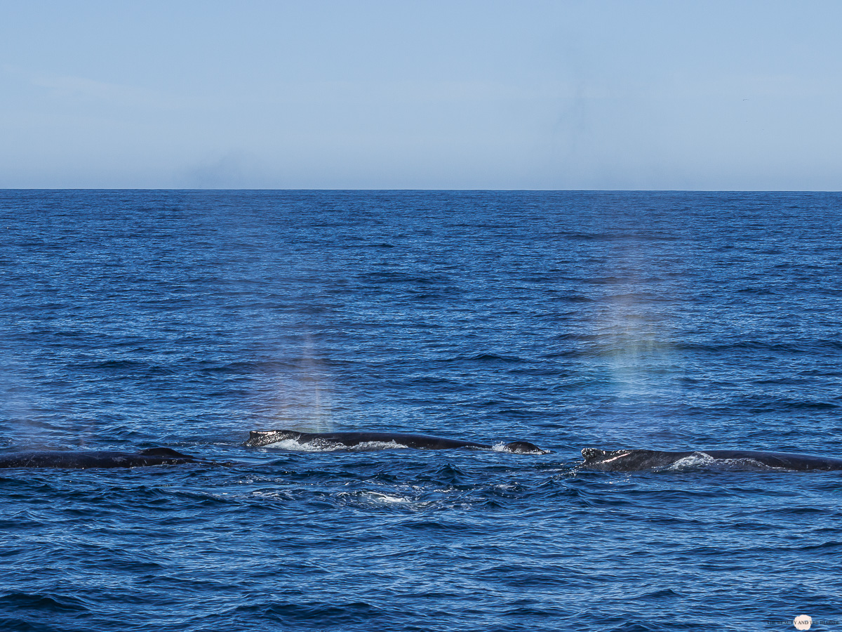 Buckelwal Humpback Whale Watching Monterey Bay 