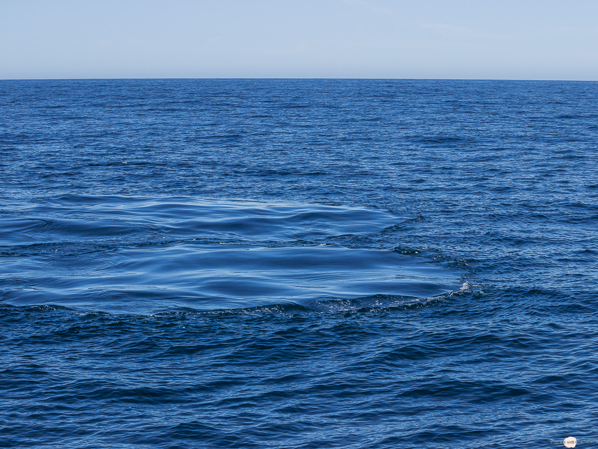 Buckelwal Humpback Whale Watching Monterey Bay 