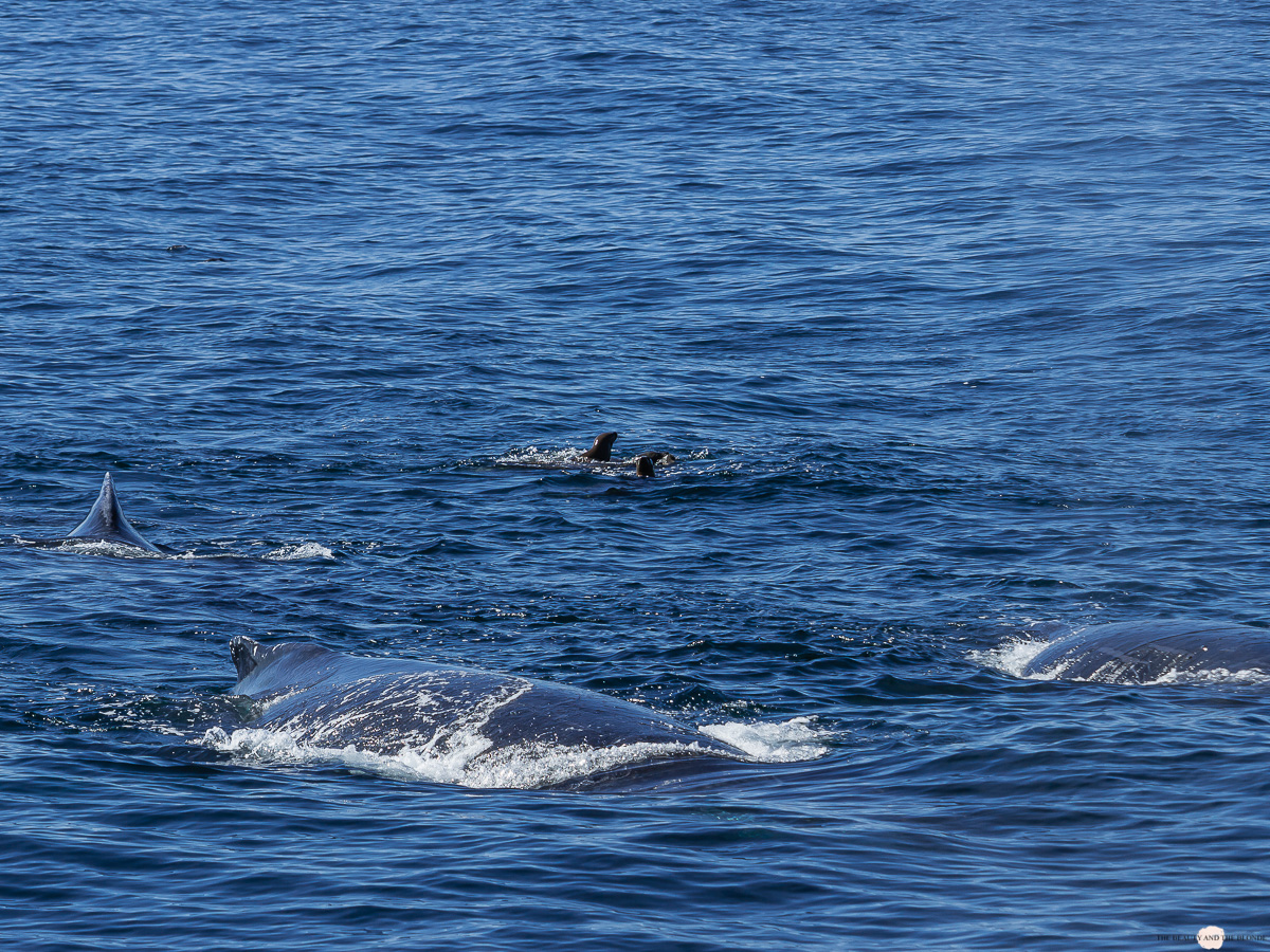 Buckelwal Humpback Whale Watching Monterey Bay 