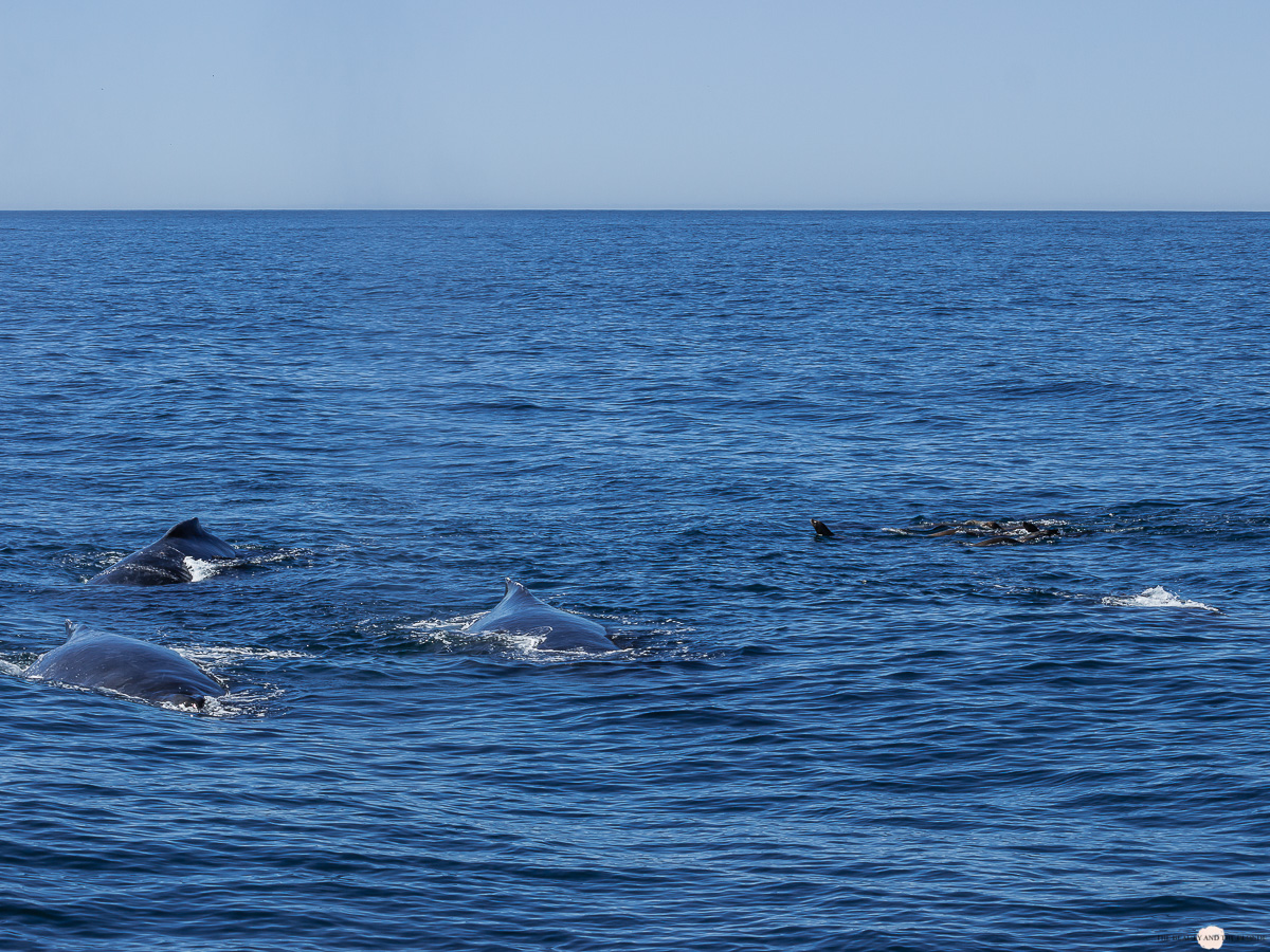 Buckelwal Humpback Whale Watching Monterey Bay 