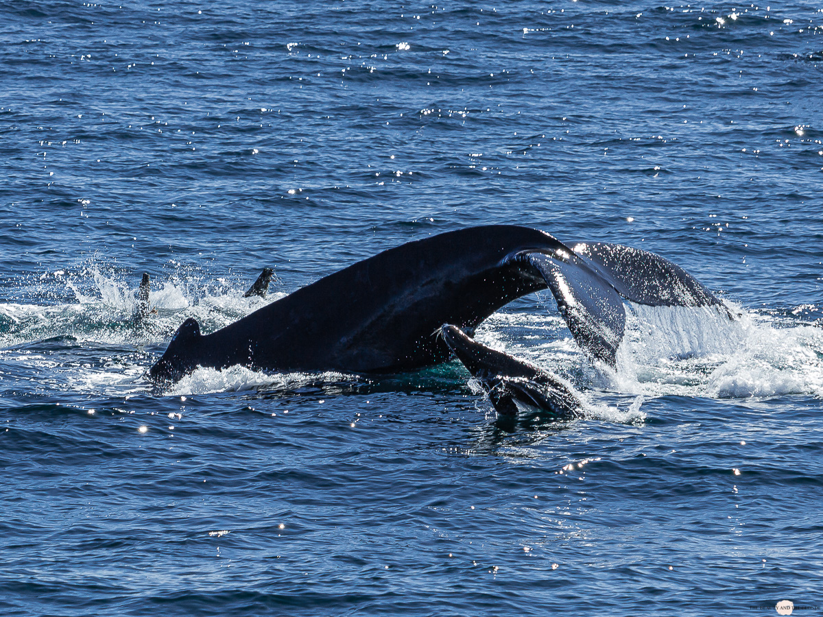 Buckelwal Humpback Whale Watching Monterey Bay 